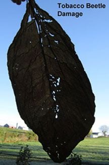 A hand holds up a large, dark tobacco leaf with numerous small holes, indicating "Tobacco Beetle Damage".