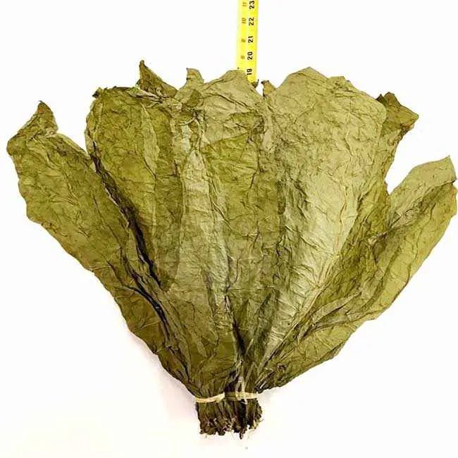 candela tobacco leaf Everything You Need To Know About Cigars The Brig Cigar Lounge Candela Wrapper, 1 lb -