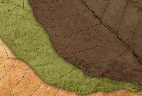 Close-up of textured leaves in green, brown, and beige.