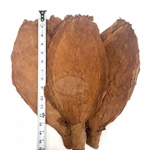 Hand Tied Nicaragua Orinoco - Batch 2, 1 lb, Whole - Leaf Tobacco - Whole Leaf Tobacco