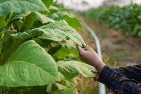 Hand touching a tobacco leaf in a field