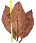 Corojo Wrapper 1 lb 17", Whole - Leaf Tobacco - Whole Leaf Tobacco