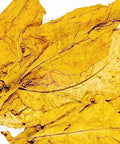 Flue Cured Virginia "Lemon" Leaf (50 lbs), Whole - Leaf Tobacco - Whole Leaf Tobacco