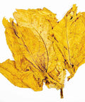 Flue Cured Virginia "Lemon" Leaf (50 lbs), Whole - Leaf Tobacco - Whole Leaf Tobacco
