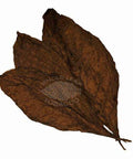 Habano 2000 Wrapper 1 lb., Whole - Leaf Tobacco - Whole Leaf Tobacco