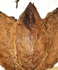 Nicaragua Esteli Viso Cigar Filler Tobacco, 1 lb, Whole - Leaf Tobacco - Whole Leaf Tobacco