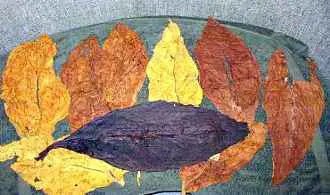 SAMPLER of 8 types American and Turkish Tobacco, casing 1 & 2, Whole - Leaf Tobacco - Whole Leaf Tobacco