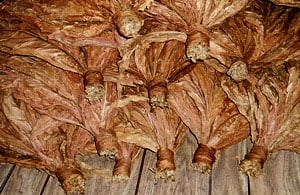 Bundles of cured, light brown tobacco leaves tied at the stems, laid on a wooden surface.