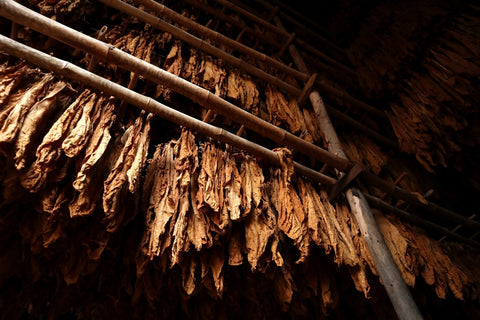 Drying tobacco leaves hanging from a rack in a barn.