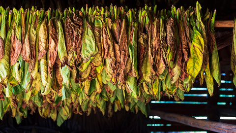 Drying tobacco leaves hanging on a rack