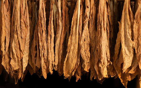 Dried tobacco leaves hanging in a dark setting