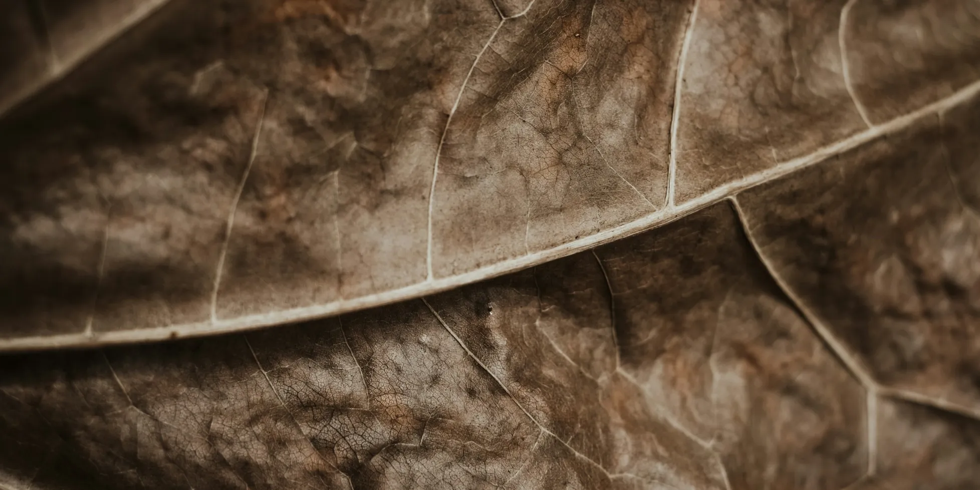 Buy whole leaf tobacco from the best online tobacco shop in anchorage.